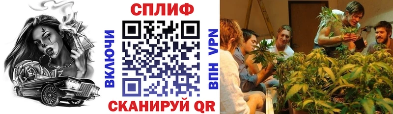 Купить  Лодейное Поле  Канабис индика 